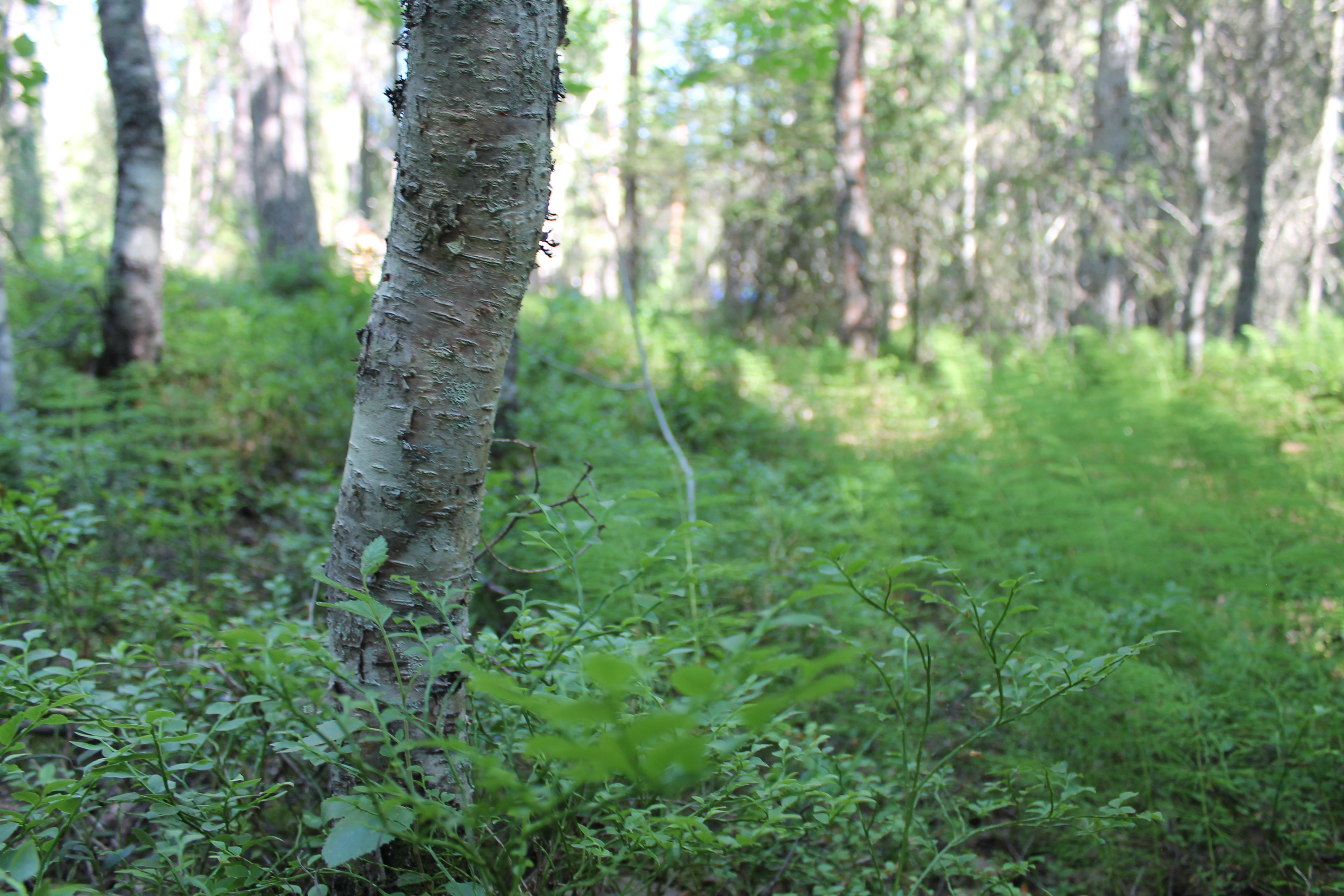 Puron läheisyydessä olevaa kasvillisuutta