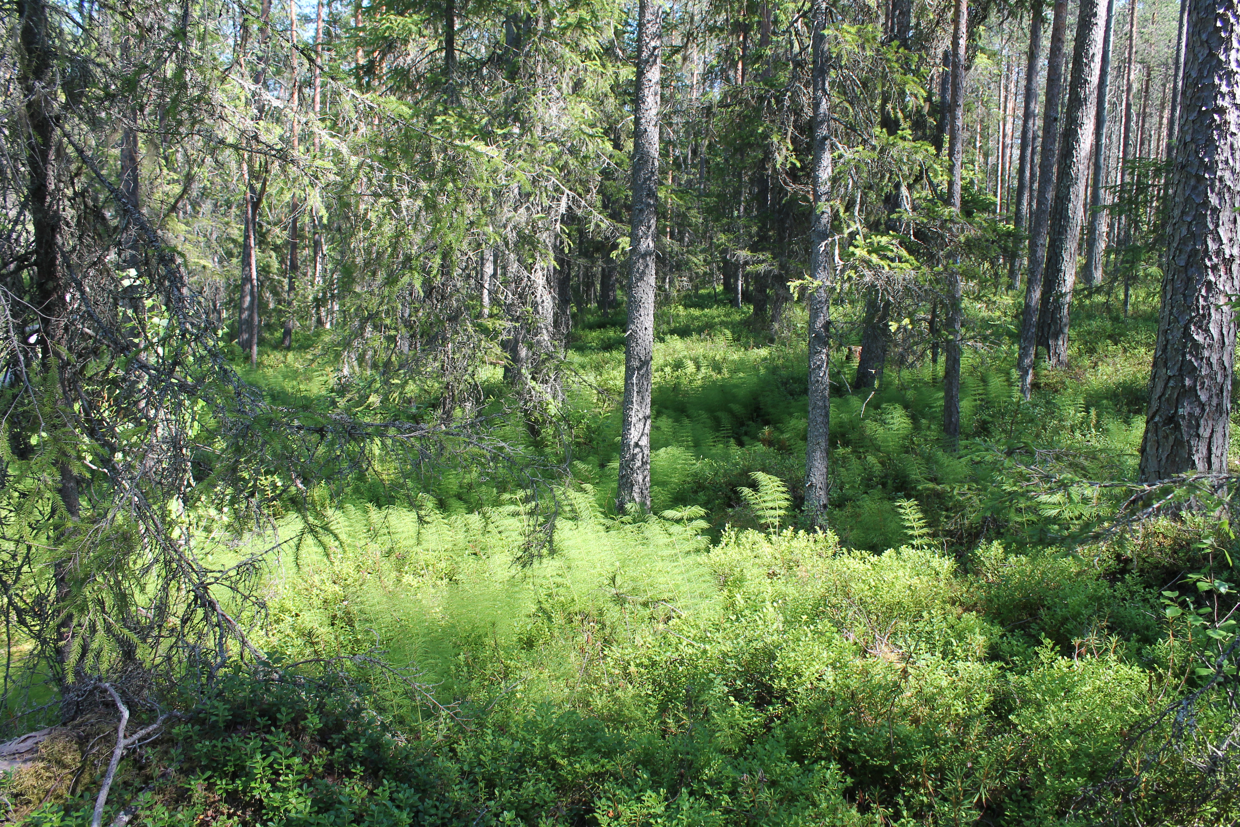 Lähteen ympäristön kasvillisuutta