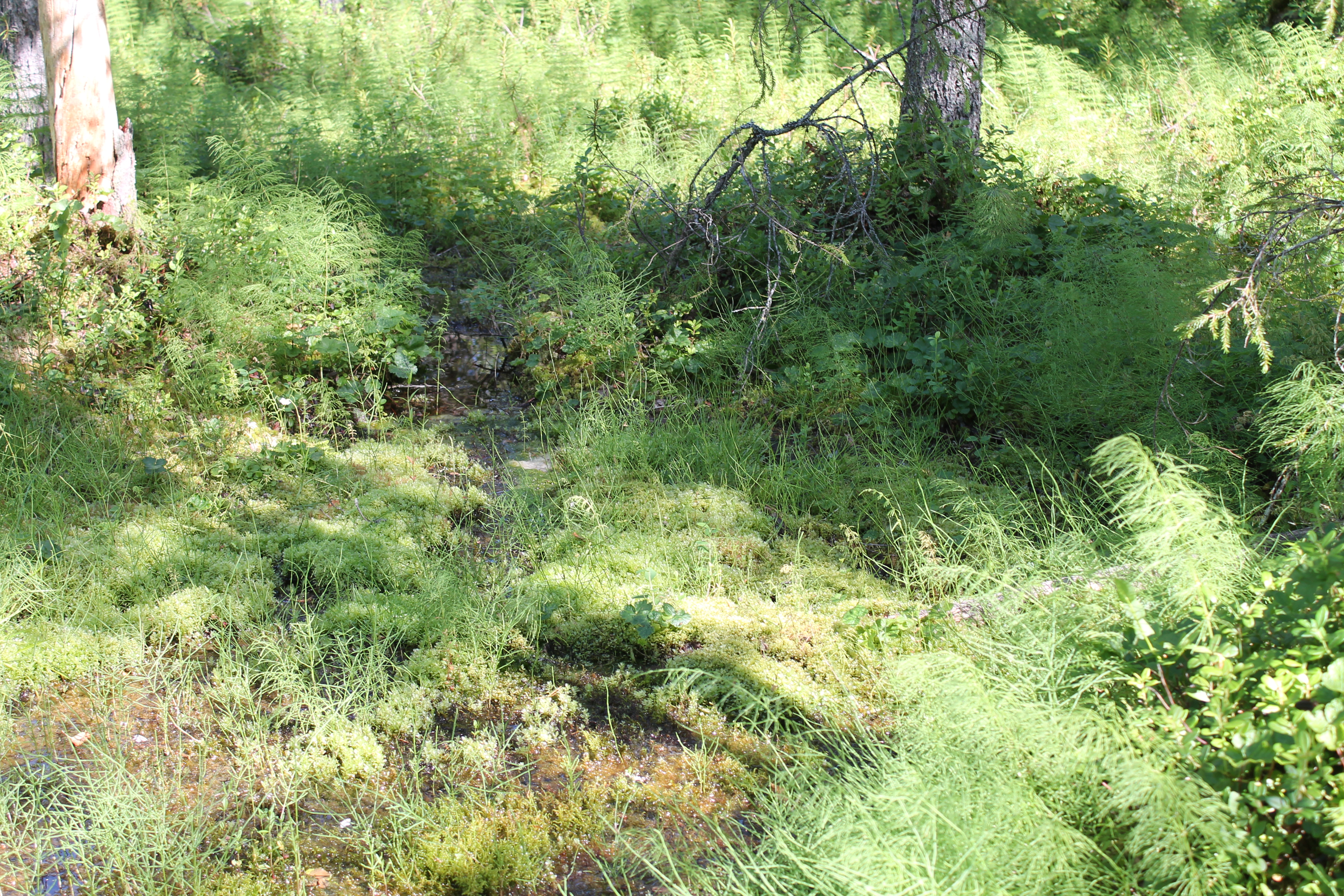 Lähteen ympäristön kasvillisuutta